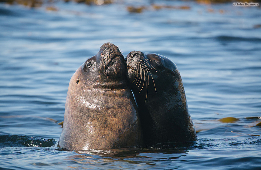 Antarctic_2020_11_Abenteuer und Wildtiere